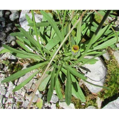 Crepis staticifolia (All.) Galasso & al. 