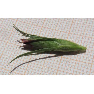 Dianthus barbatus subsp. compactus (Kit.) Heuff. 