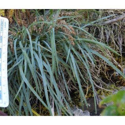 Dianthus busambrae Soldano & F. Conti 