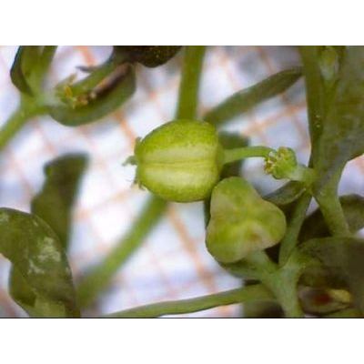 Euphorbia exigua L. 