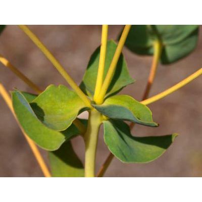 Euphorbia nicaeensis All. subsp. nicaeensis 