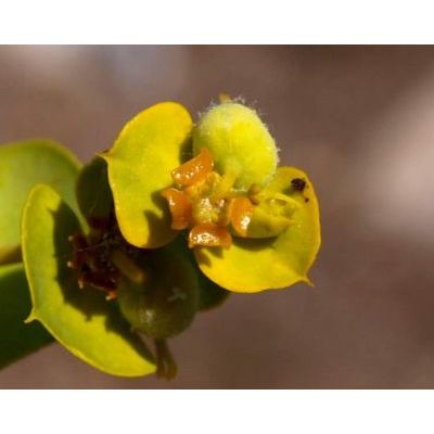 Euphorbia nicaeensis All. subsp. nicaeensis 