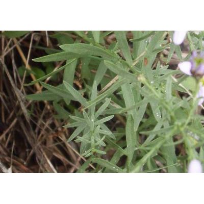 Galatella sedifolia (L.) Greuter 