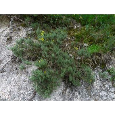 Genista pulchella subsp. aquilana F. Conti & Manzi 