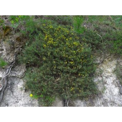 Genista pulchella subsp. aquilana F. Conti & Manzi 