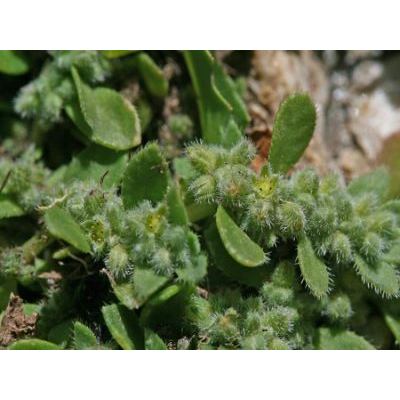 Herniaria litardierei (Gamisans) Greuter & Burdet 