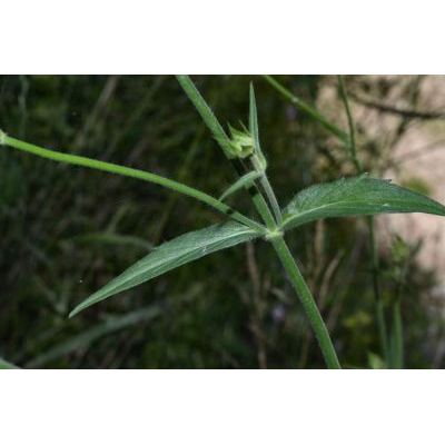 Knautia integrifolia (L.) Bertol. 