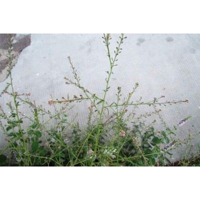 Lepidium graminifolium L. 