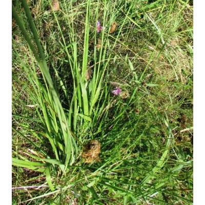 Molinia caerulea (L.) Moench subsp. caerulea 