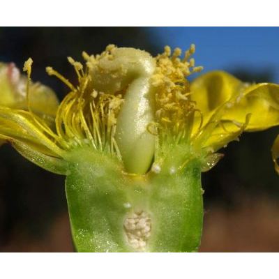 Opuntia dillenii (Ker-Gawler) Haworth 