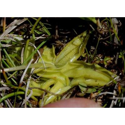 Pinguicula vulgaris subsp. vestina F. Conti & Peruzzi 