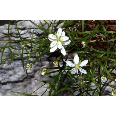 Facchinia grignensis (Rchb.) Dillenb. & Kadereit 