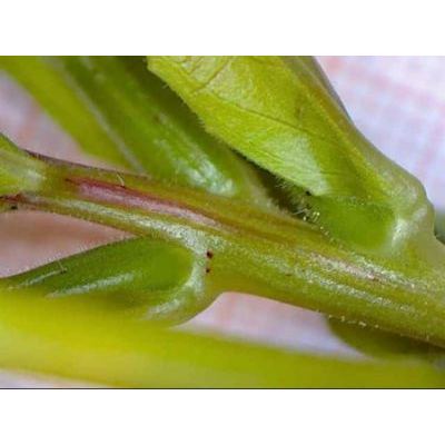 Oenothera glazioviana Micheli 