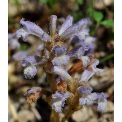 Phelipanche arenaria (Borkh.) Pomel 