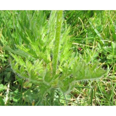 Pulsatilla alpina (L.) Delarbre subsp. apiifolia (Scop.) Nyman 