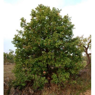 Quercus dalechampii Ten. 