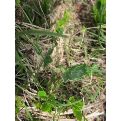 Ranunculus hybridus Biria 