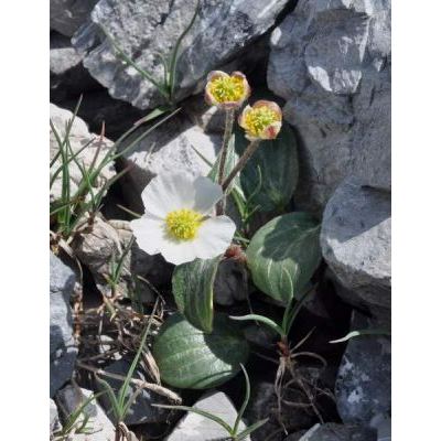 Ranunculus parnassifolius L. subsp. heterocarpus Küpfer 