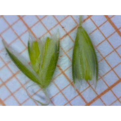Rostraria pubescens (Lam.) Trin. 