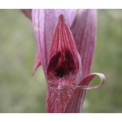Serapias vomeracea (Burm. f.) Briq. 