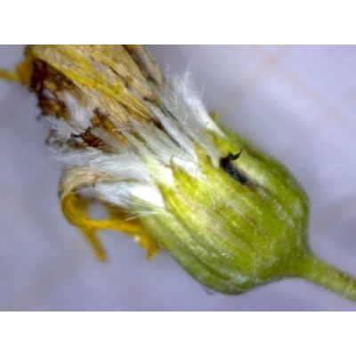 Tephroseris longifolia subsp. brachychaeta Greuter 