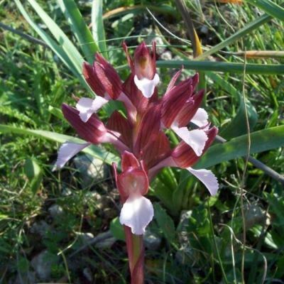 Orchis papilionacea L. 