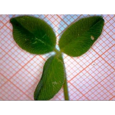 Trifolium fragiferum L. 