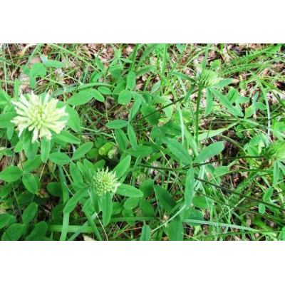 Trifolium ochroleucon Huds. 