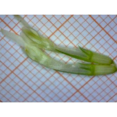 Trifolium ochroleucon Huds. 