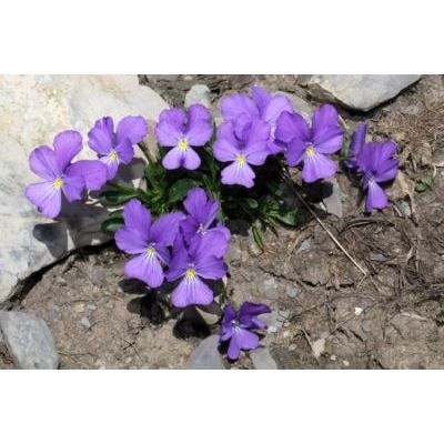 Viola calcarata L. subsp. villarsiana (R. & S.) Merxm. 
