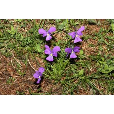 Viola calcarata L. subsp. cavillieri (W. Becker) Merxm & Lippert 