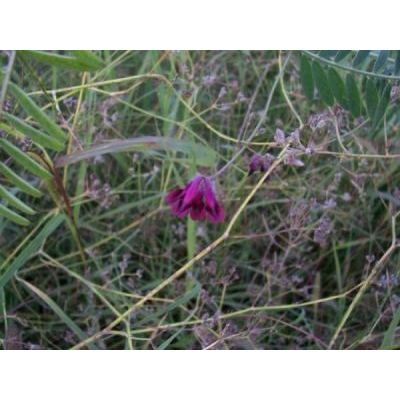 Vicia benghalensis L. 