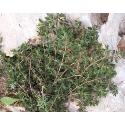 Euphorbia maculata L. 