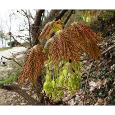 Acer opalus Mill. 