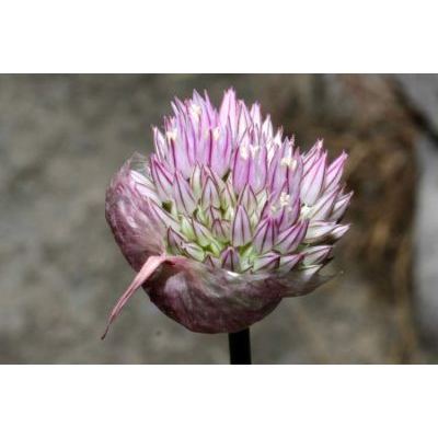 Allium acutiflorum Loisel. 
