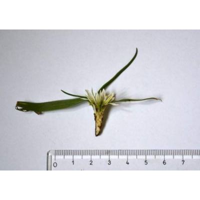 Allium chamaemoly Viv. subsp. chamaemoly 