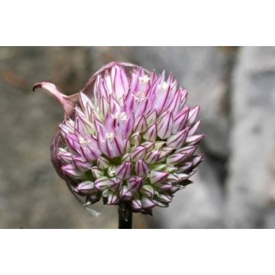 Allium acutiflorum Loisel. 