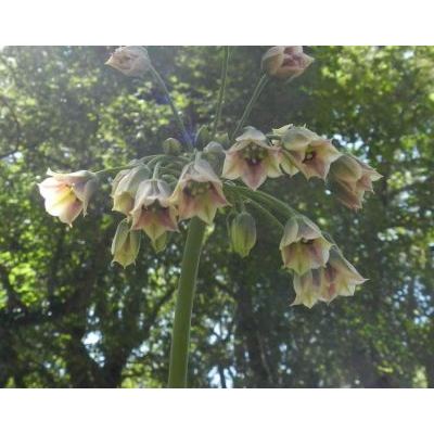 Allium siculum Ucria 