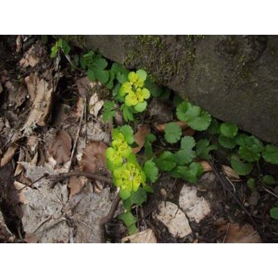 Chrysosplenium alternifolium L. 
