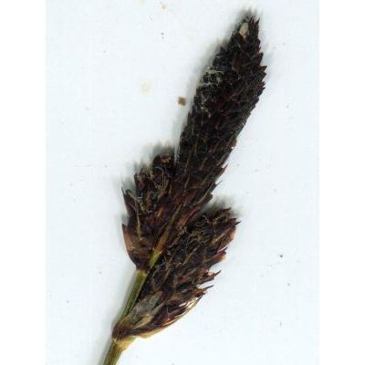 Carex montana L. 