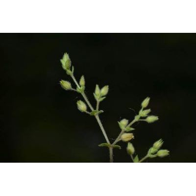 Arenaria leptoclados (Rchb.) Guss. 