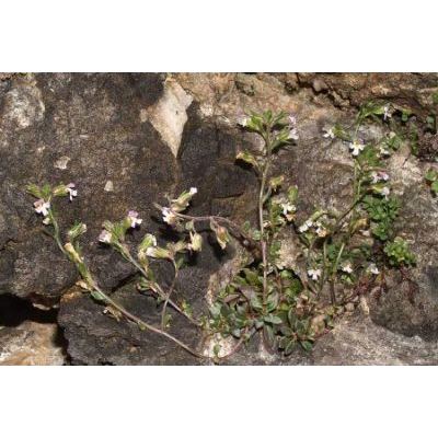 Chaenorhinum origanifolium (L.) Kosteletzky 