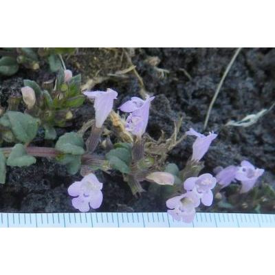 Clinopodium alpinum subsp. meridionale (Nyman) Govaerts 