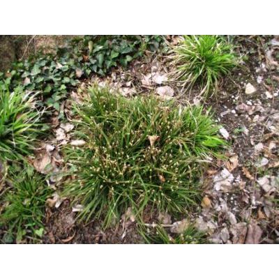 Carex digitata L. 