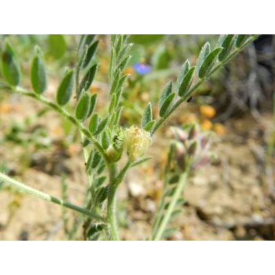 Astragalus raphaelis Ferro 