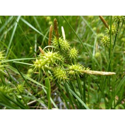 Carex flava L. 