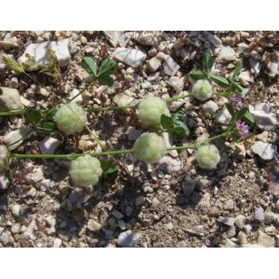 Trifolium tomentosum L. 