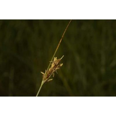 Carex divisa Huds. 