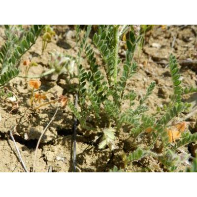 Astragalus raphaelis Ferro 