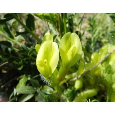 Astragalus caprinus subsp. huetii (Bunge) Podlech 